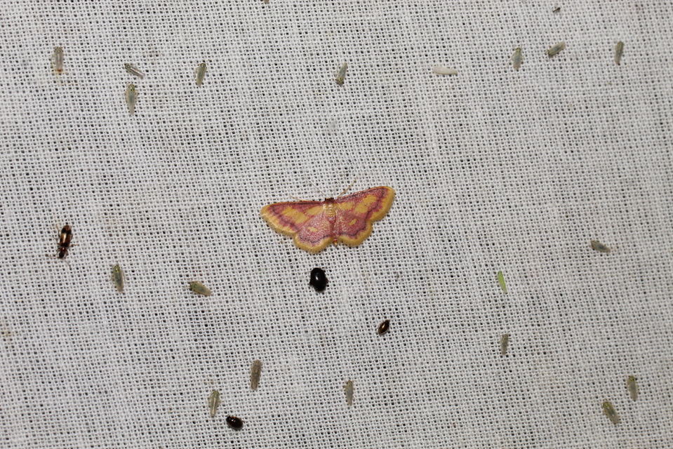 Idaea muricata - mocsári pirosaraszoló