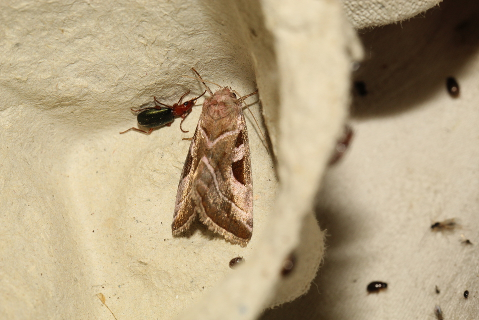 Eucarta virgo - mocsári ametisztbagoly