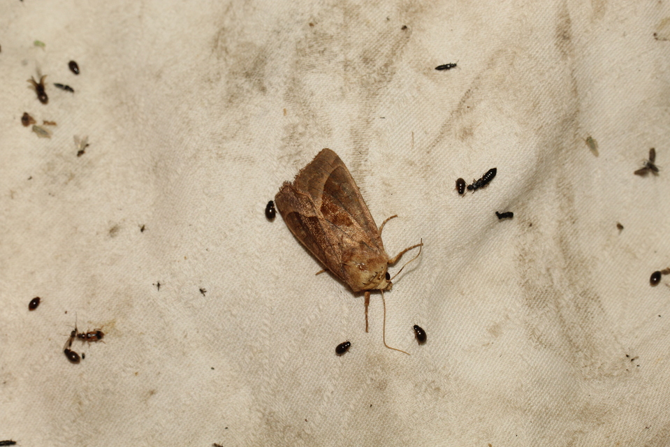 Hydraecia micacea - csillogó acsalapubagoly