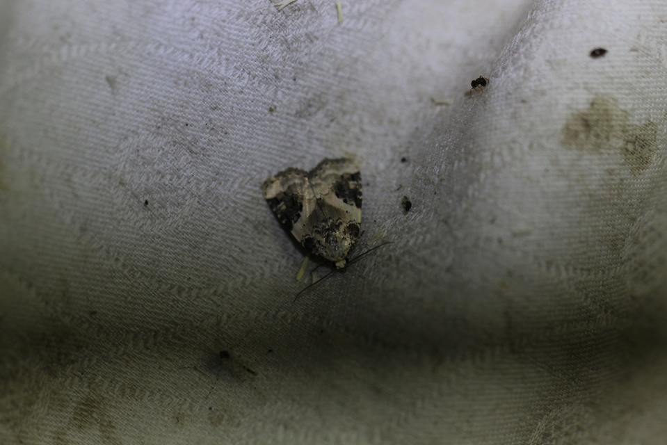 Pseudeustrotia candidula - fehéres apróbagoly