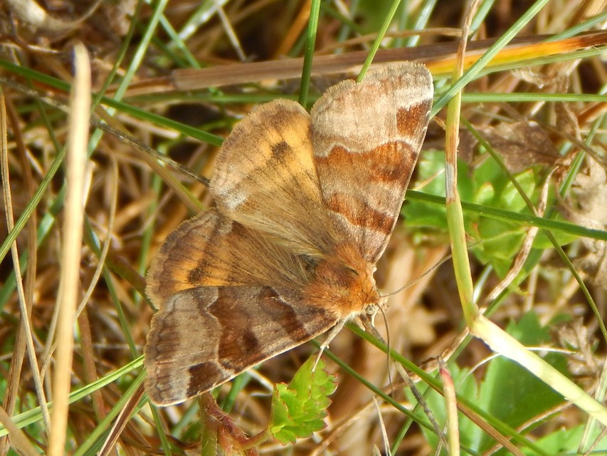 Euclidia glyphica - közönséges nappalibagoly