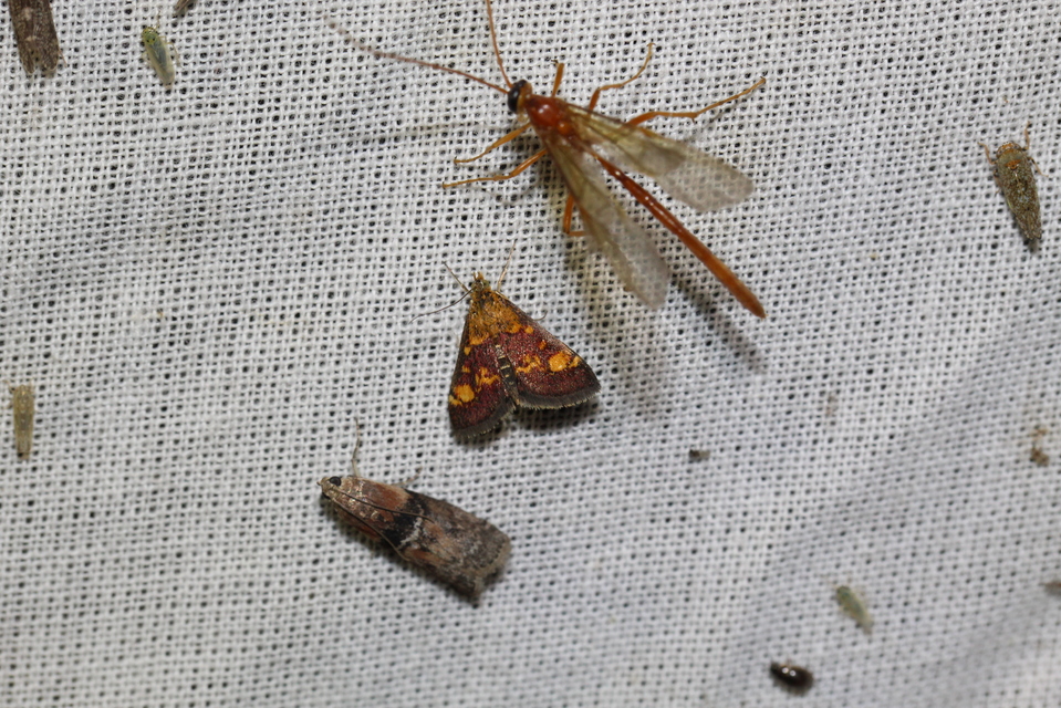 Pyrausta aurata - aranyló bíbormoly