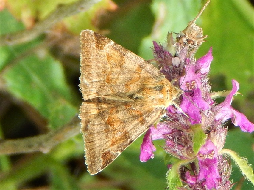 Euclidia glyphica - közönséges nappalibagoly