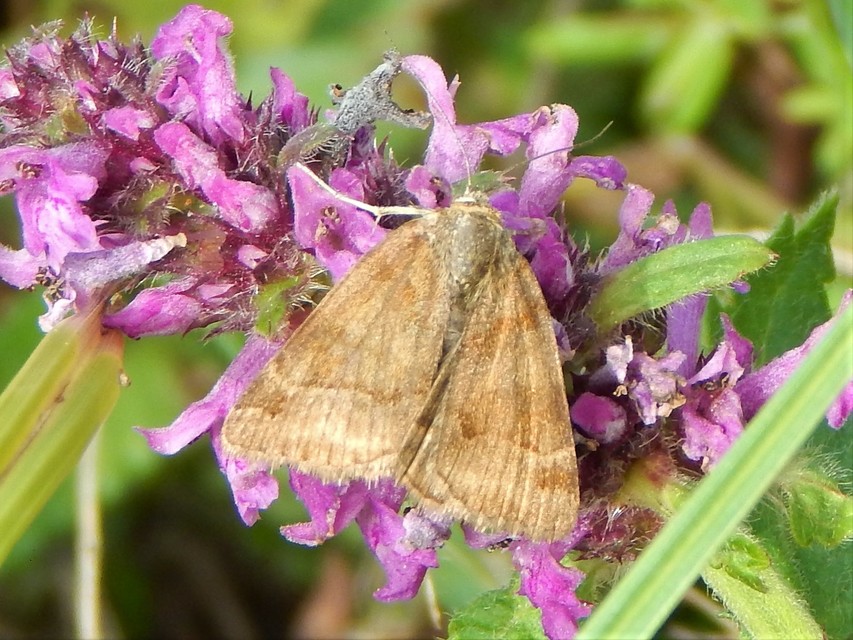 Euclidia glyphica - közönséges nappalibagoly