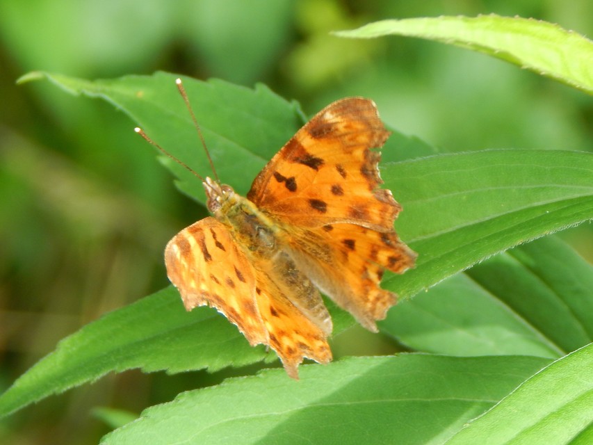 Nymphalis c-album - C-betűs lepke