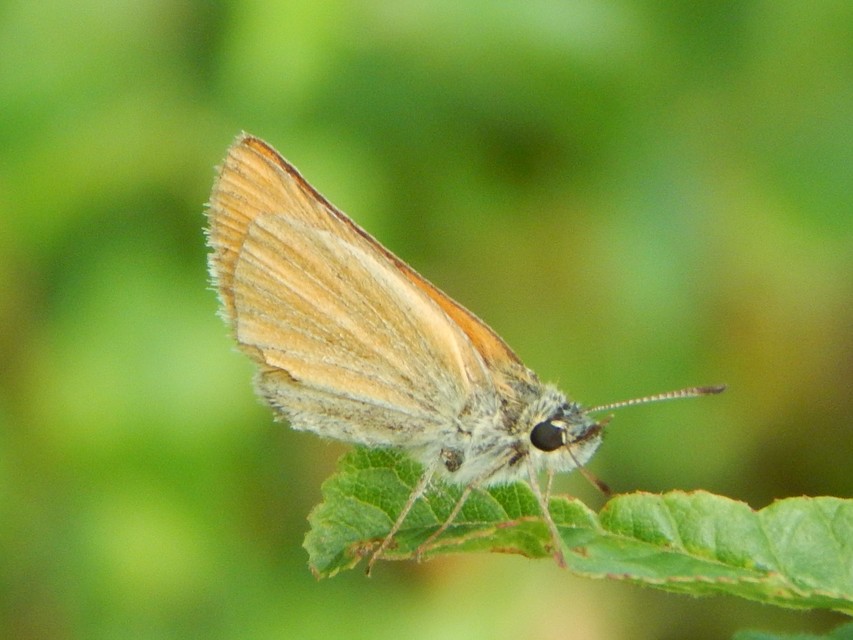 Thymelicus lineola - vonalas busalepke