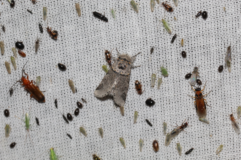 Furcula furcula - szürke púposszövő