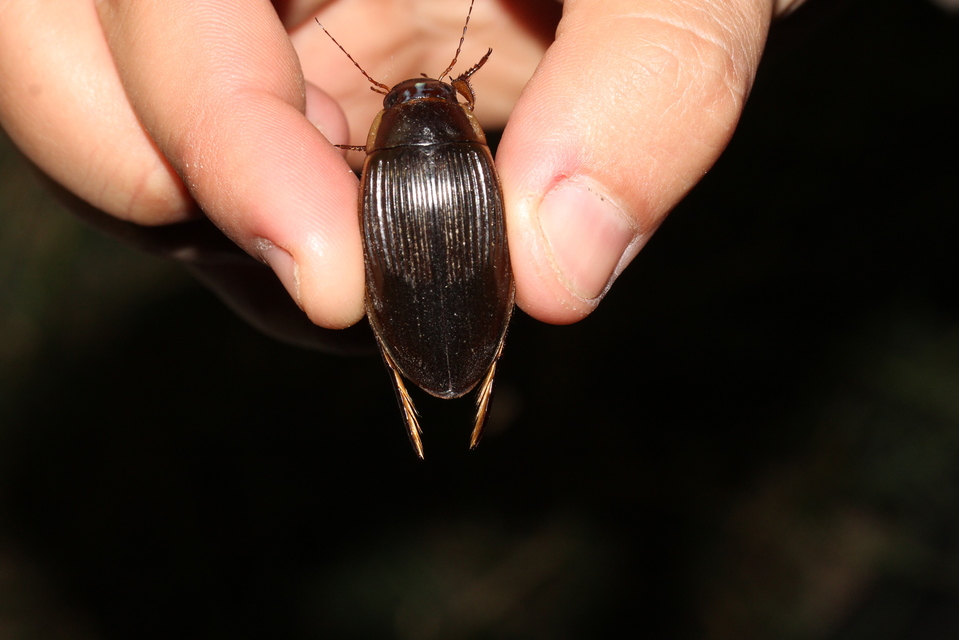 Dytiscus dimidiatus - tompacsípős csíkbogár