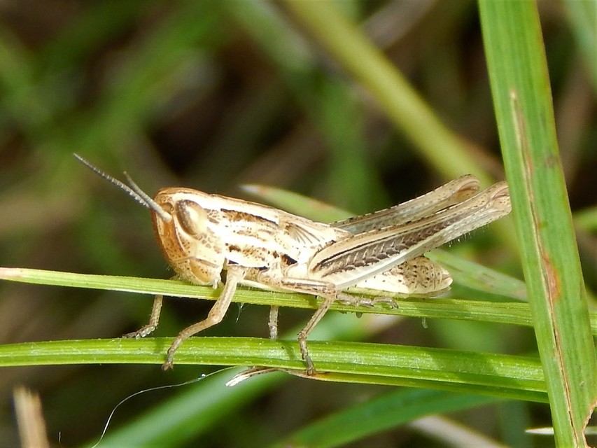 Pseudochorthippus parallelus - közönséges rétisáska