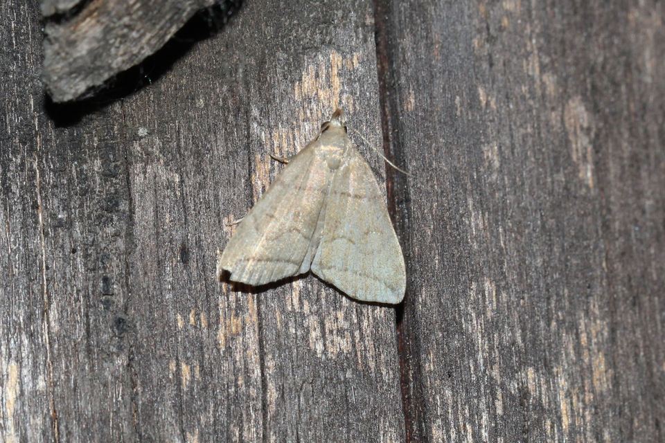 Herminia grisealis - ligeti karcsúbagoly