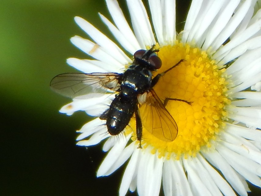 Phania funesta