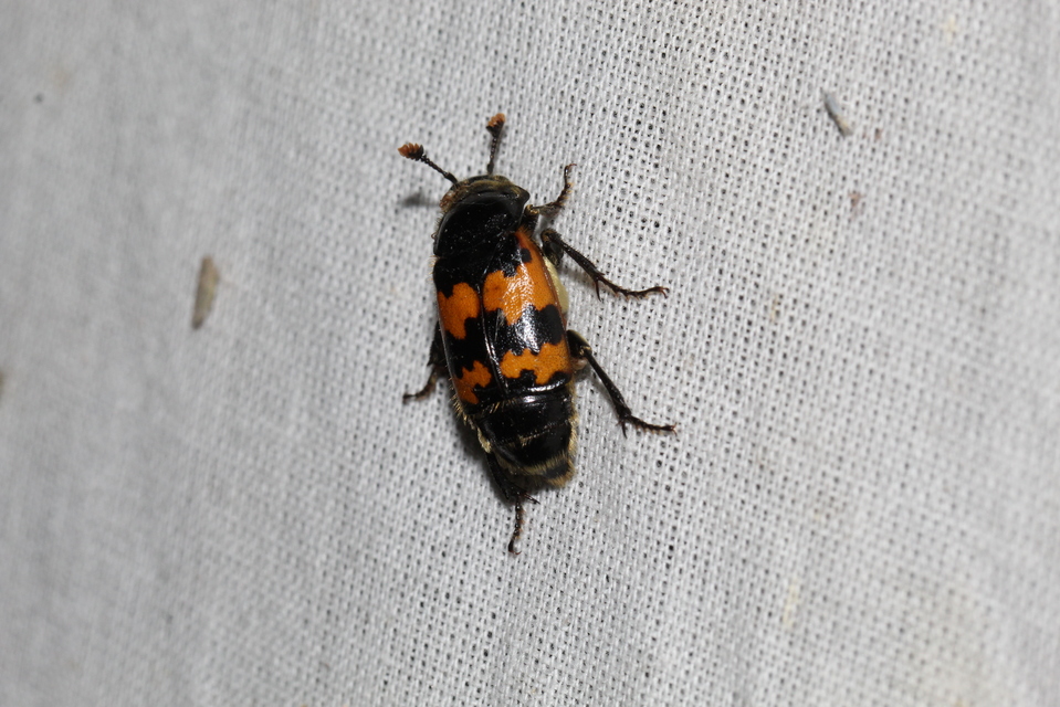 Nicrophorus vespillo - közönséges temetőbogár