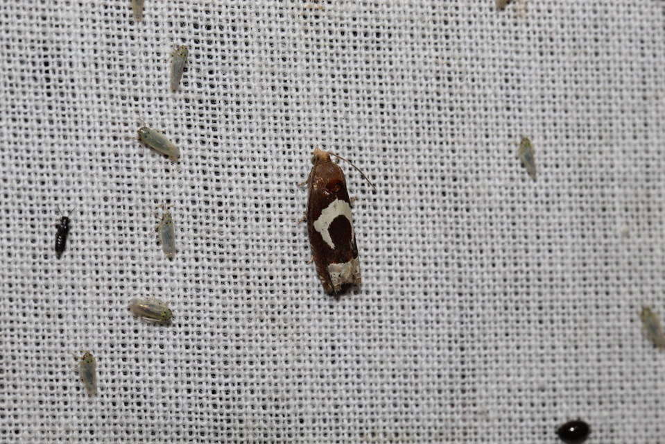 Epiblema foenella - kampósfoltú tükrösmoly