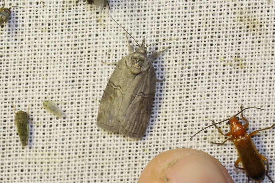 Nycteola asiatica - nyárfa-trapézbagoly