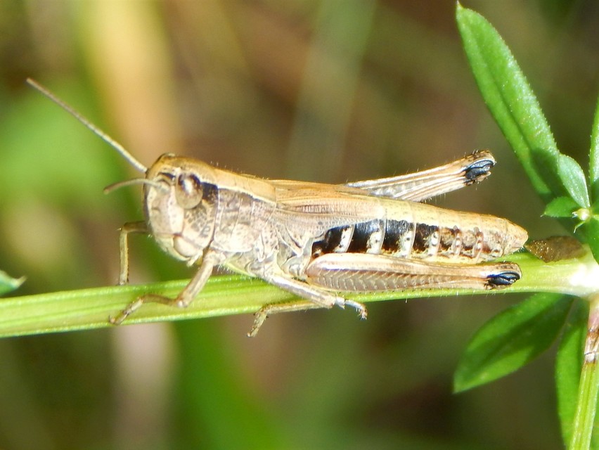 Pseudochorthippus parallelus - közönséges rétisáska