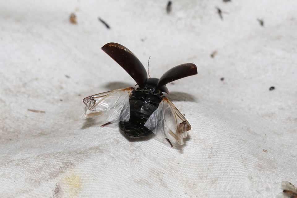 Hydaticus seminiger - fekete mocsáricsíkbogár