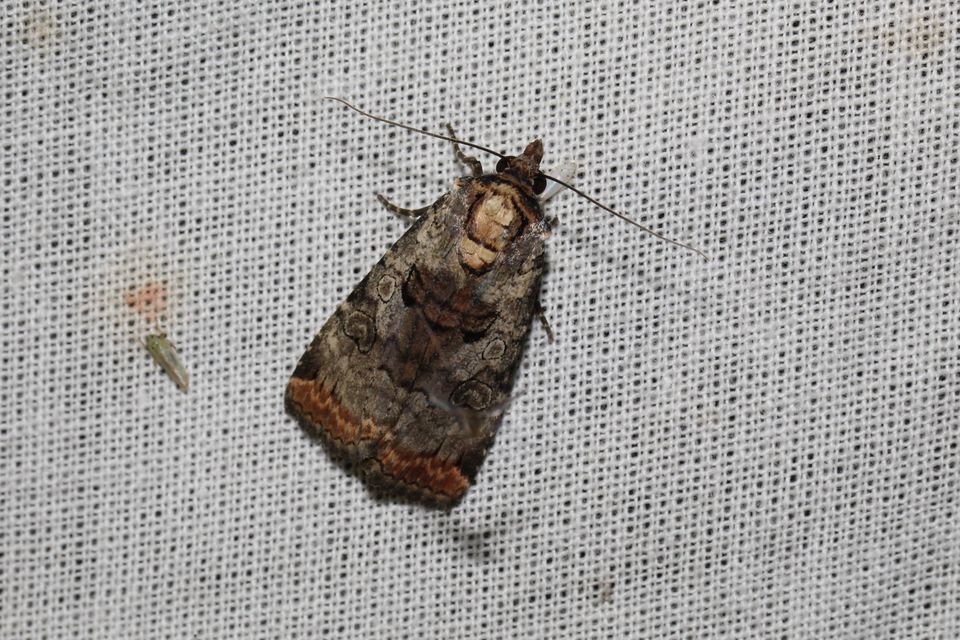 Epilecta linogrisea - karcsú sárgafűbagoly