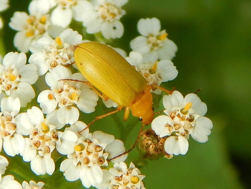 Cteniopus sulphureus - közönséges kénbogár Cteniopus sulphureus - közönséges kénbogár