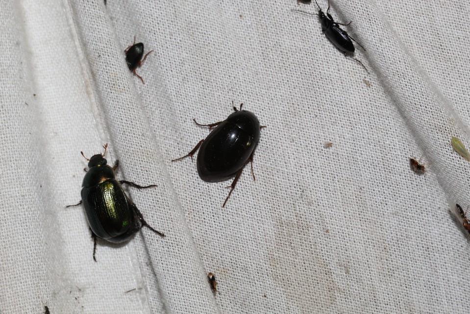 Hydrochara caraboides - kis csibor