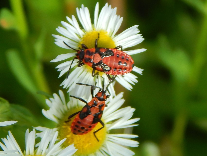 Heteroptera - Poloskák