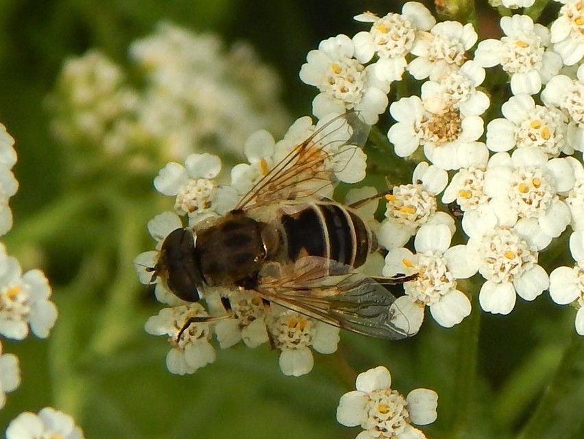 Eristalis arbustorum - fehérarcú herelégy