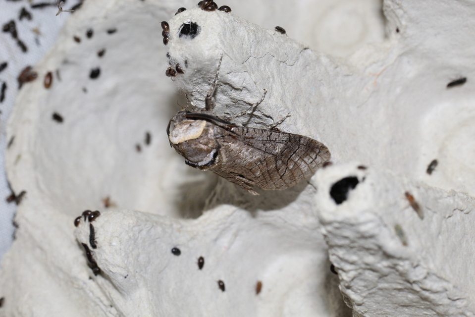 Cossus cossus - fűzfarontólepke