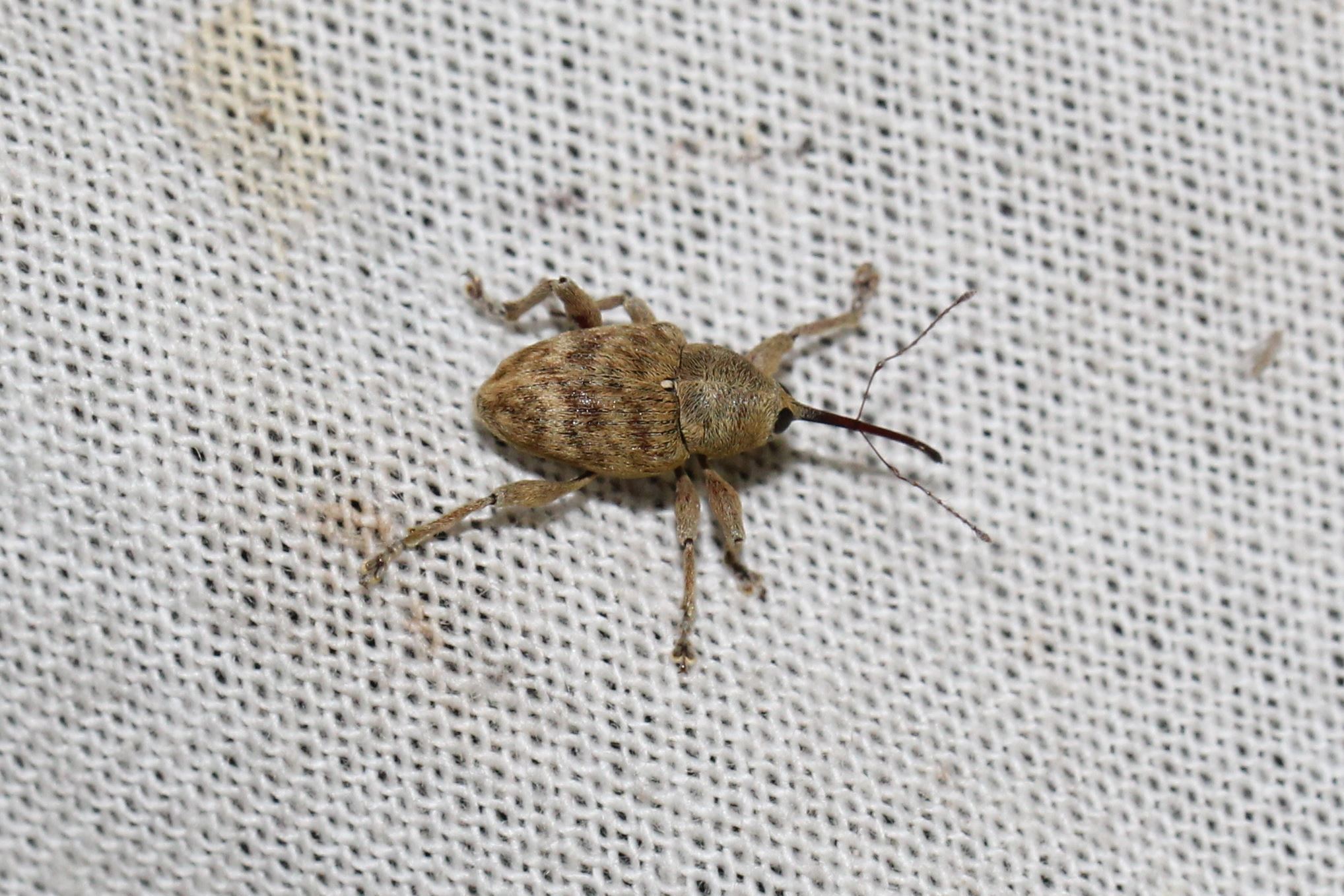 Curculio venosus - tarajos zsuzsóka