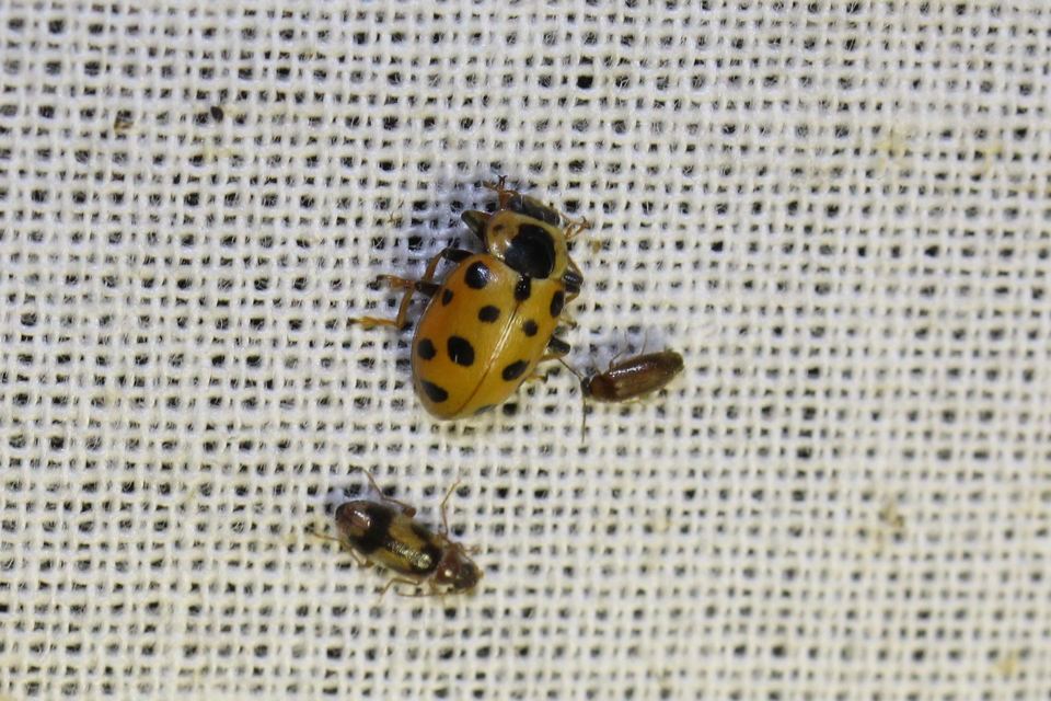 Hippodamia tredecimpunctata - mocsári katica
