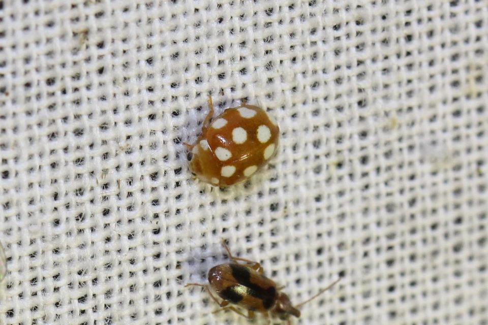 Vibidia duodecimguttata - tizenkétcseppes füsskata