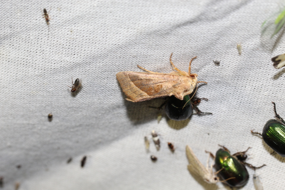 Hydraecia micacea - csillogó acsalapubagoly