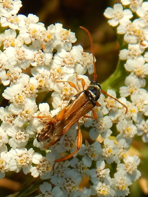 Stenopterus flavicornis - sárgacsápú keskenyfedőscincér