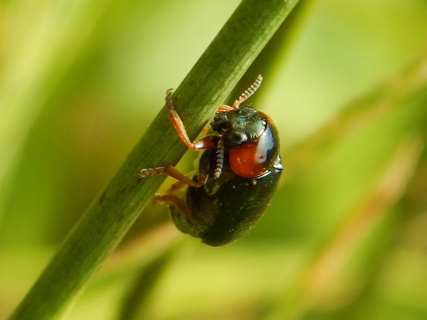 Smaragdina xanthaspis - cser-zsáklevelész