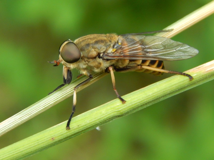 Tabaninae