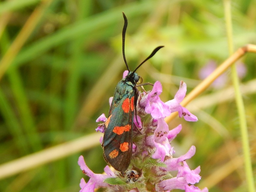 Zygaena filipendulae - acélszínű csüngőlepke