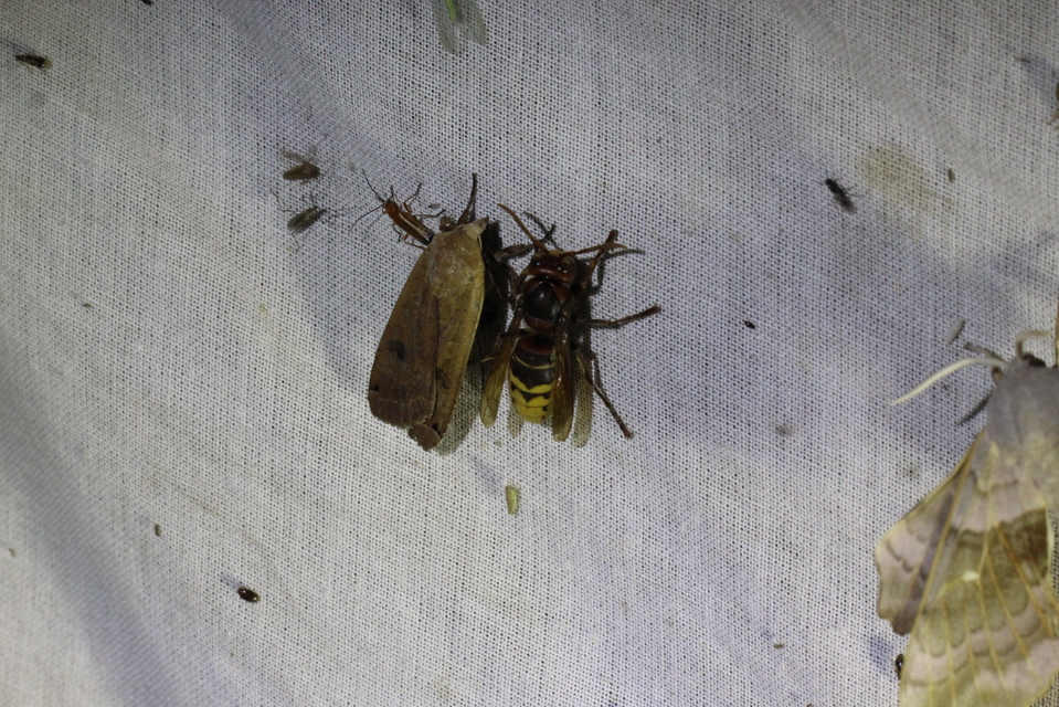 Vespa crabro - lódarázs