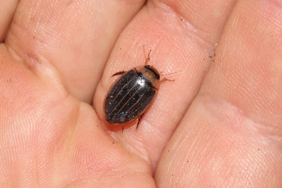 Hydaticus grammicus - déli mocsáricsíkbogár