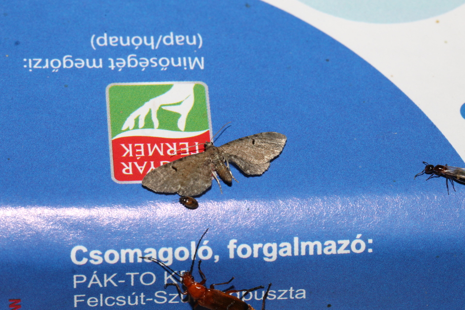 Eupithecia absinthiata - üröm-törpearaszoló