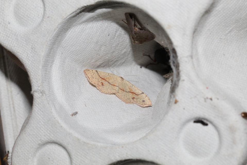 Cyclophora punctaria - sávos pettyesaraszoló