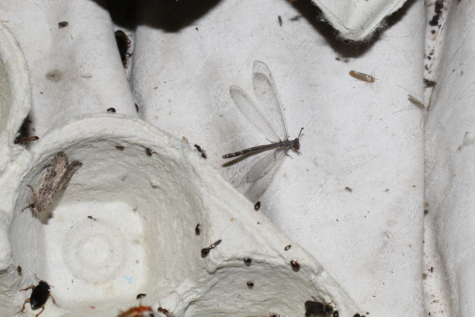 Myrmeleon