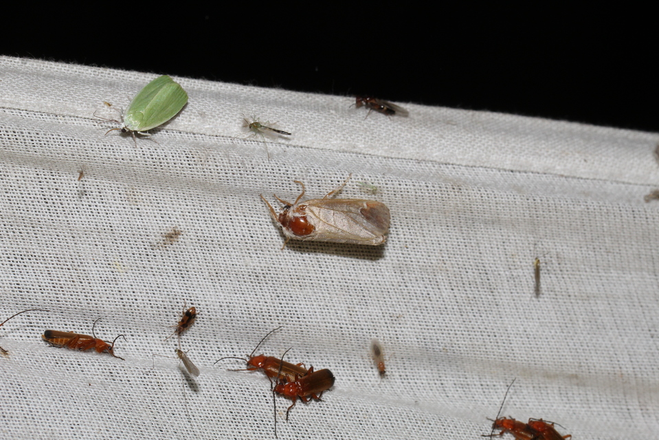 Clostera curtula - rövidszárnyú levélszövő