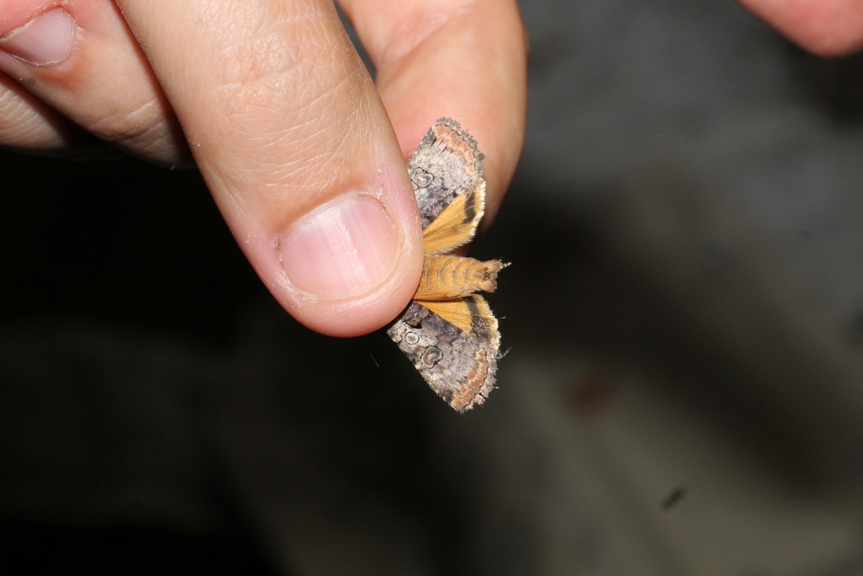 Epilecta linogrisea - karcsú sárgafűbagoly