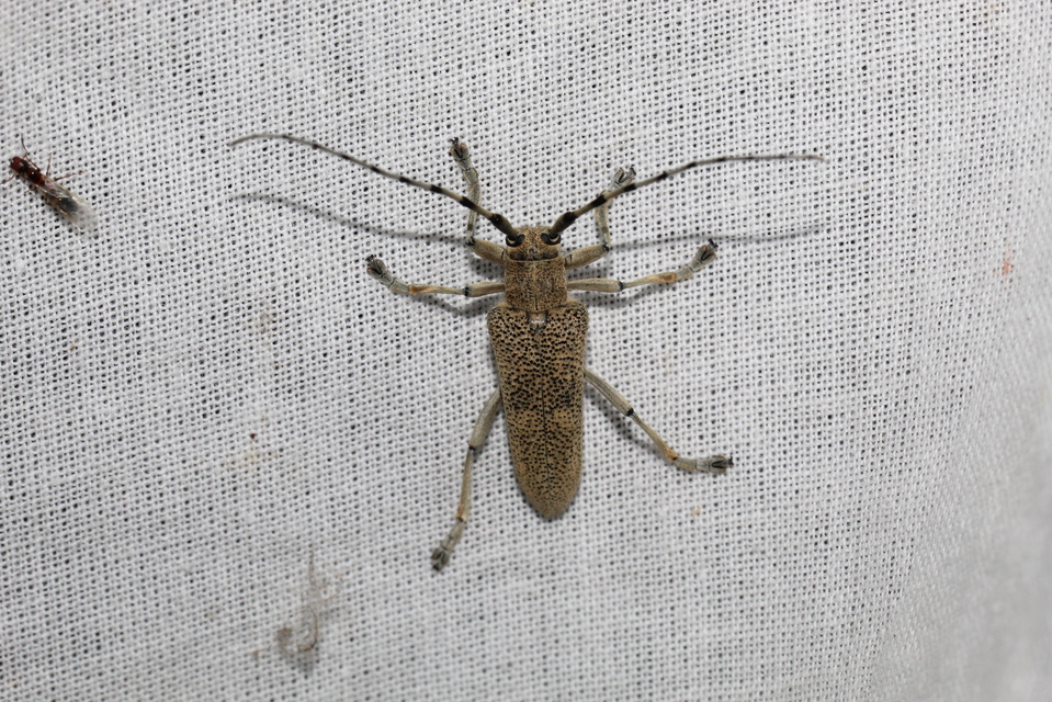 Saperda carcharias - nagy nyárfacincér
