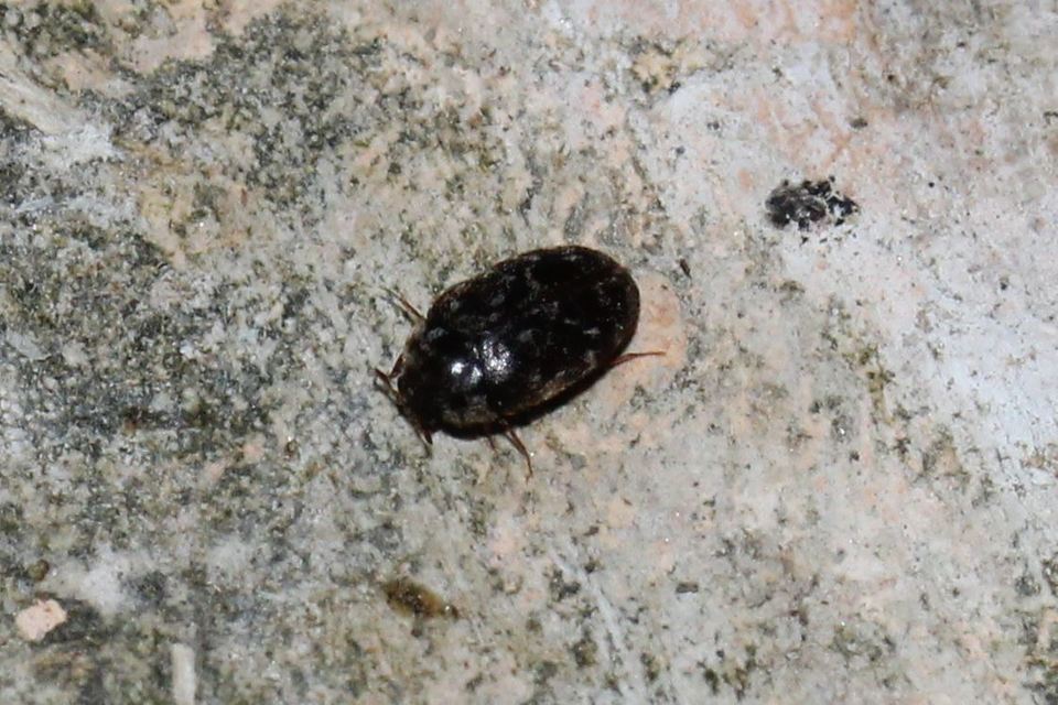 Trogoderma glabrum - fekete gabonaporva