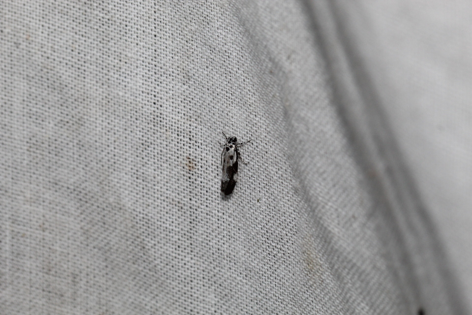 Ethmia quadrillella - gyászos feketemoly