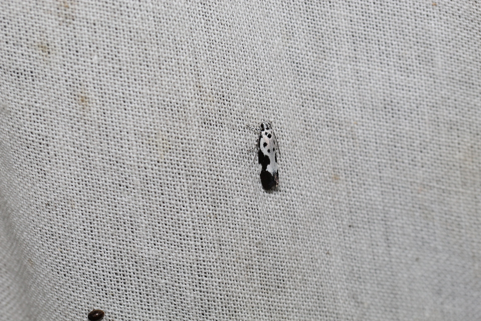 Ethmia quadrillella - gyászos feketemoly