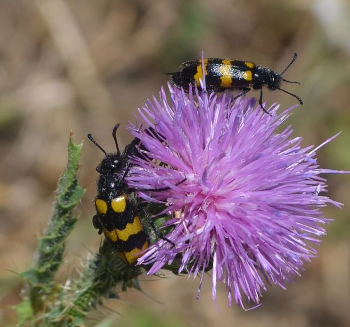 Mylabris variabilis - szalagos hólyaghúzó Mylabris variabilis - szalagos hólyaghúzó