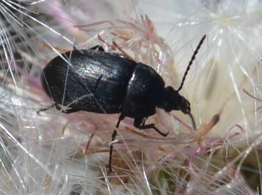 Podonta nigrita - szerecsenbogár