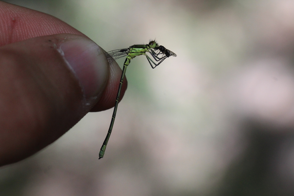 Erythromma viridulum - kis pirosszemű-légivadász