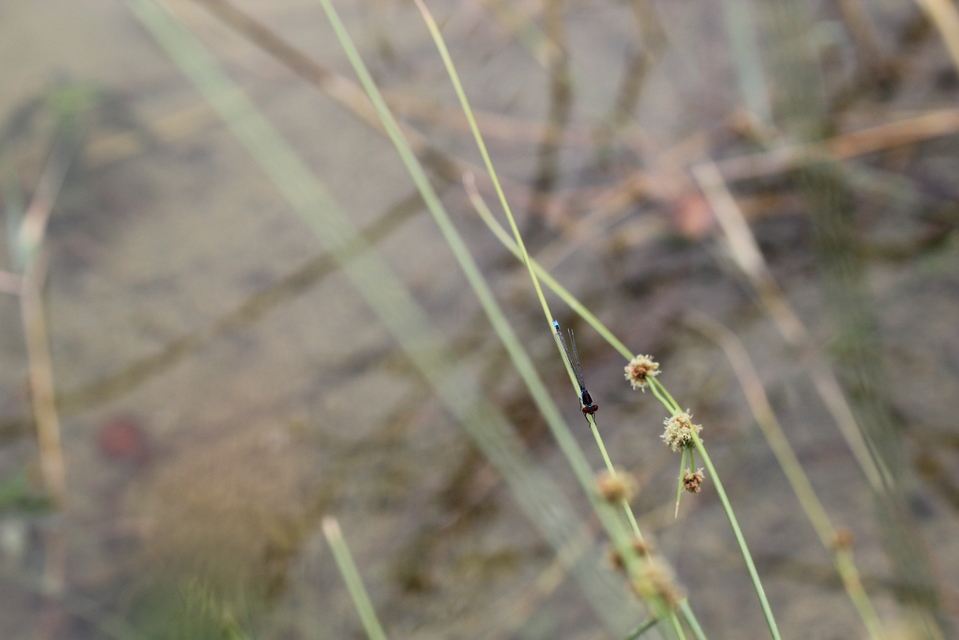 Erythromma viridulum - kis pirosszemű-légivadász