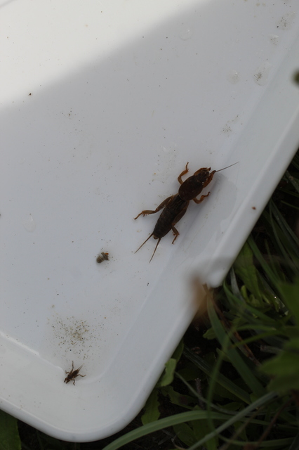 Gryllotalpa